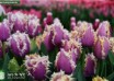 Tulipa Crunchy Cummins ® (2)